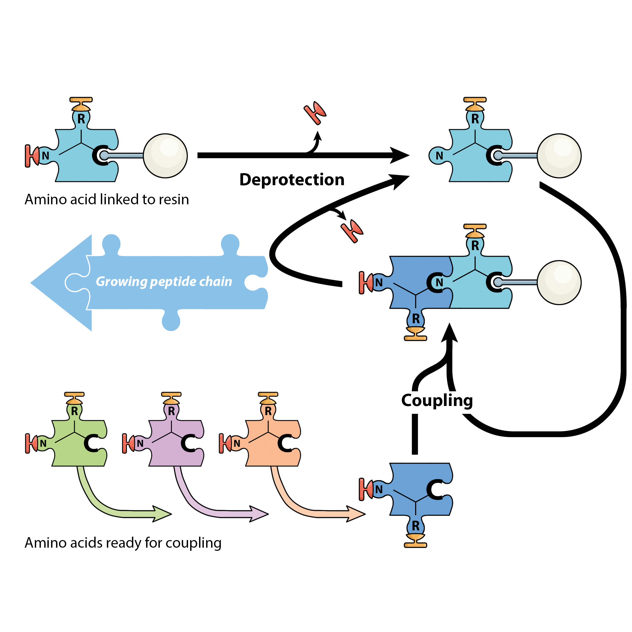 Building blocks for new medicines
