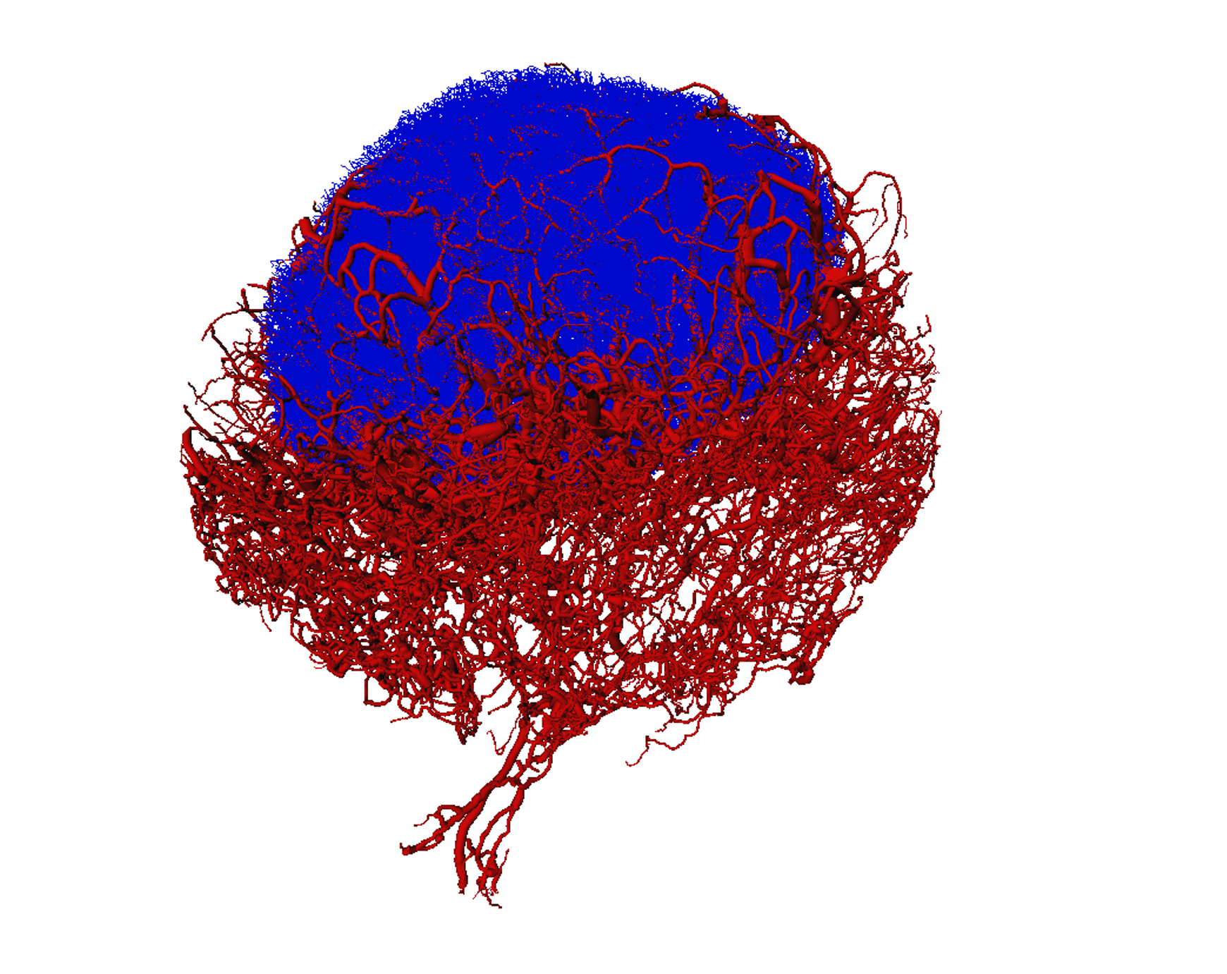 New imaging improves our understanding of the immune system