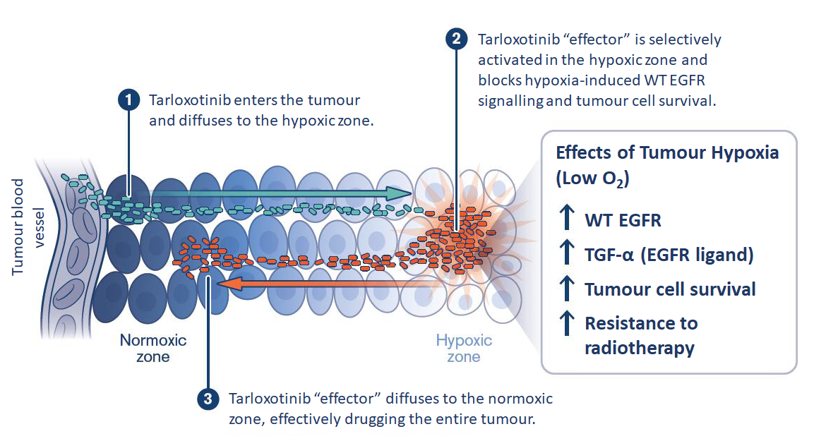 Clinical trials for anti-cancer agent Tarloxotinib