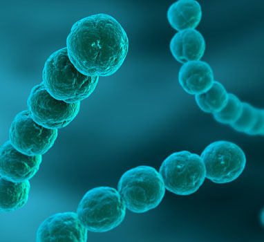 MWC lab part of large international effort targeting Acute Rheumatic Fever